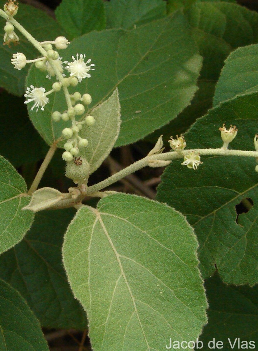 Croton aromaticus L.